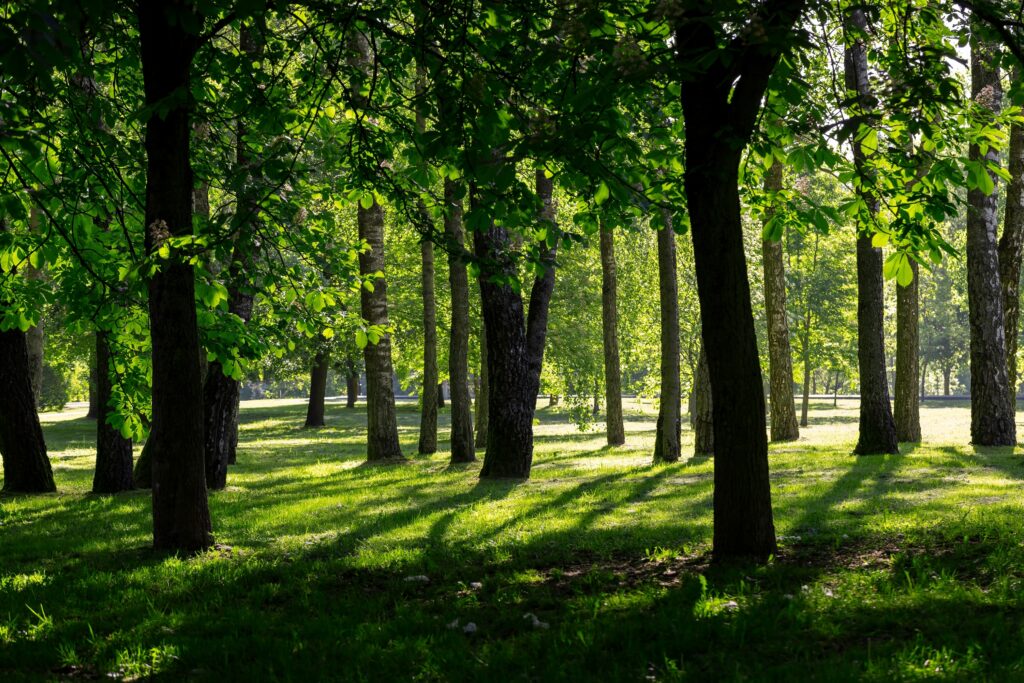Feeling Anxious? Head Outside