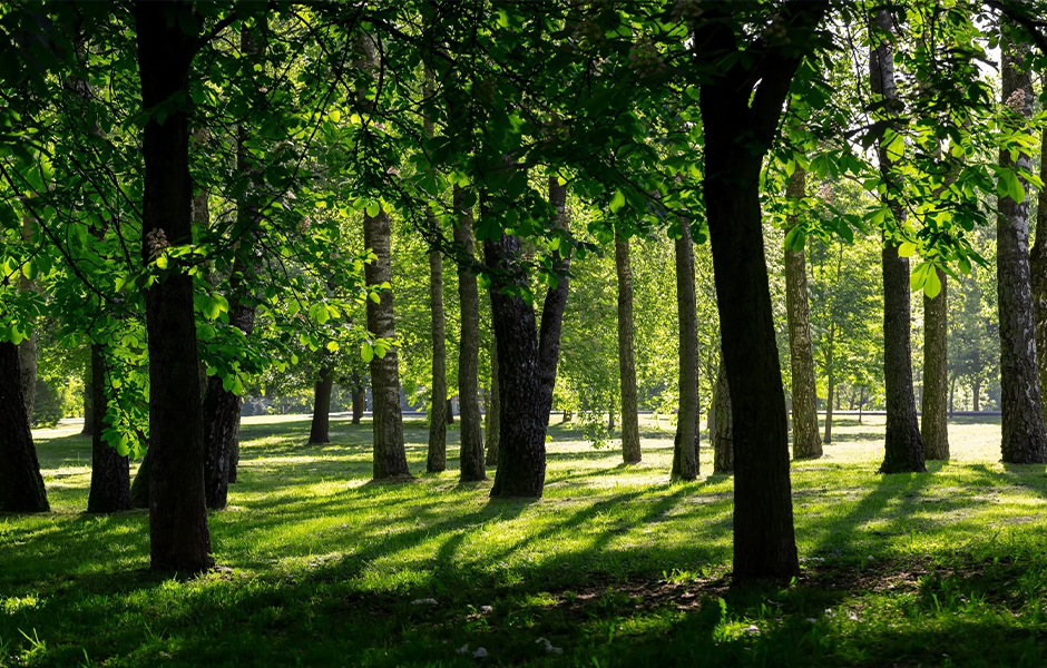 Feeling Anxious? Head Outside